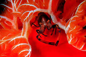 Attēlu rezultāti vaicājumam “Epirranthis diversata imago”