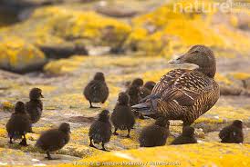 Attēlu rezultāti vaicājumam “Somateria mollissima juvenile”