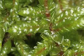 Attēlu rezultāti vaicājumam “Pleurozium schreberi”