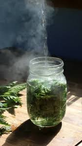 Attēlu rezultāti vaicājumam “Urtica dioica fruit”