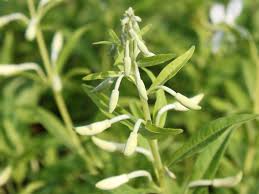 Image result for Weidenröschen