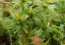 Attēlu rezultāti vaicājumam “Atrichum flavisetum”