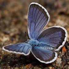 Attēlu rezultāti vaicājumam “Plebejus idas”