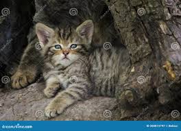 Attēlu rezultāti vaicājumam “Felis silvestris catus juvenile”