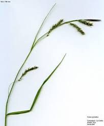 Attēlu rezultāti vaicājumam “Carex sylvatica leaf”