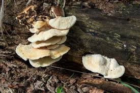 Attēlu rezultāti vaicājumam “Postia leucomallella”