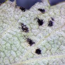 Attēlu rezultāti vaicājumam “Triphragmium ulmariae”