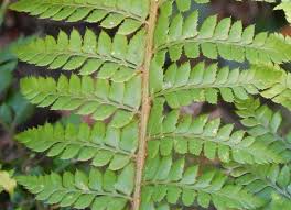 Attēlu rezultāti vaicājumam “Polystichum aculeatum”