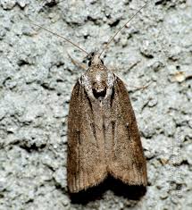 Attēlu rezultāti vaicājumam “Nycteola sp.”