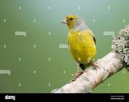 Image result for Carduelis citrinella