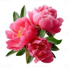 Attēlu rezultāti vaicājumam “Paeoniaceae”