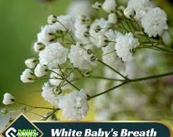 Attēlu rezultāti vaicājumam “Gypsophila fastigiata leaf”