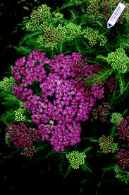 Attēlu rezultāti vaicājumam “Achillea salicifolia”