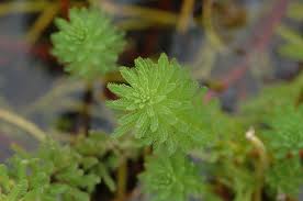 「粉綠狐尾藻」的圖片搜尋結果