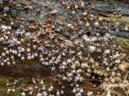 Attēlu rezultāti vaicājumam “Polycephalomyces tomentosus”