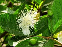 Attēlu rezultāti vaicājumam “Fraxinus excelsior fruit”