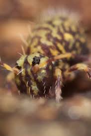 Attēlu rezultāti vaicājumam “Ptenothrix sp.”