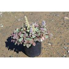 Image result for Heuchera `Swirling Fantasy`