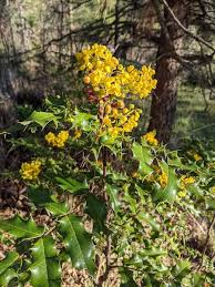 Attēlu rezultāti vaicājumam “Mahonia aquifolium”