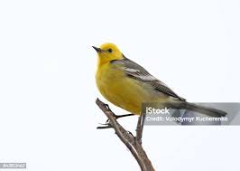 Attēlu rezultāti vaicājumam “Motacilla flava flava adult”