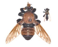 Attēlu rezultāti vaicājumam “Laphria gibbosa”