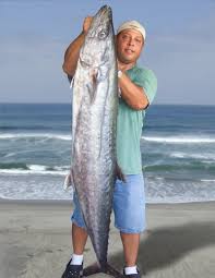 Image result for Scomberomorus cavalla