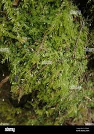 Attēlu rezultāti vaicājumam “Pseudotaxiphyllum elegans”