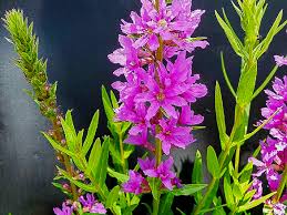 Image result for Lythrum salicaria