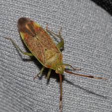 Attēlu rezultāti vaicājumam “Pantilius tunicatus imago”