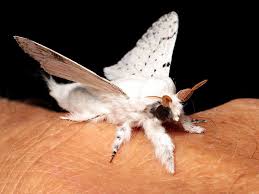 Attēlu rezultāti vaicājumam “Cribraria violacea stalked”