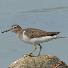 Attēlu rezultāti vaicājumam “Actitis hypoleucos adult”