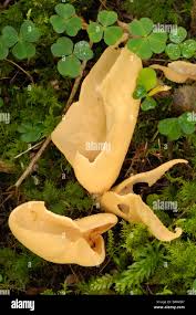 Attēlu rezultāti vaicājumam “Otidea onotica”