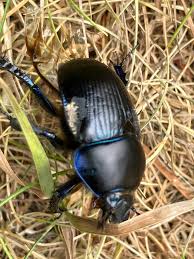 Attēlu rezultāti vaicājumam “Geotrupes”