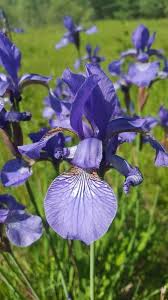Attēlu rezultāti vaicājumam “Iris sibirica flower”