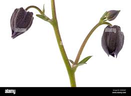 Attēlu rezultāti vaicājumam “Centaurea jacea bud”