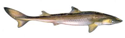 Image result for Squalus acanthias