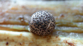 Attēlu rezultāti vaicājumam “Lycogala roseosporum”