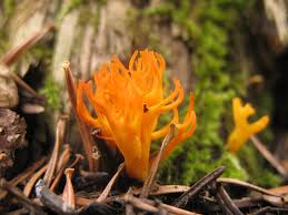 Attēlu rezultāti vaicājumam “Calocera viscosa”