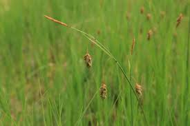 Attēlu rezultāti vaicājumam “Carex limosa”