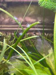 Attēlu rezultāti vaicājumam “Badhamia lilacina plasmodium”