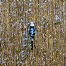 Attēlu rezultāti vaicājumam “Monopis monachella”