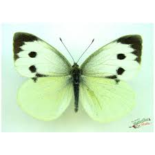 Attēlu rezultāti vaicājumam “Pieris brassicae female”