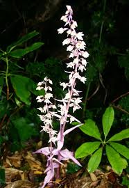 Attēlu rezultāti vaicājumam “Epipactis helleborine fruit”