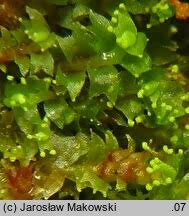 Attēlu rezultāti vaicājumam “Lophozia ventricosa”