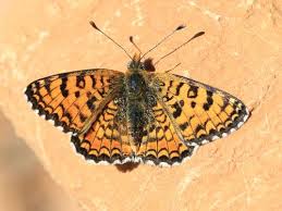 Attēlu rezultāti vaicājumam “Melitaea phoebe upperside”