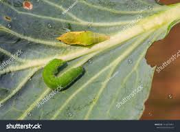 Attēlu rezultāti vaicājumam “Pieris rapae larva”