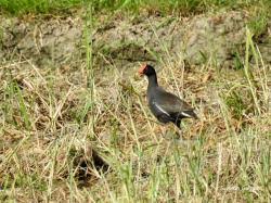 Attēlu rezultāti vaicājumam “Gallinula chloropus adult”