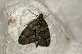 Attēlu rezultāti vaicājumam “Chloroclysta siterata”