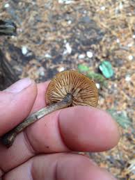 Attēlu rezultāti vaicājumam “Galerina marginata”