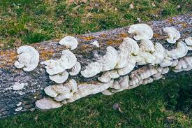 Attēlu rezultāti vaicājumam “Trametes hirsuta”